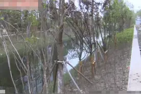 如皋一小区景观河无护栏引困扰 河水深坡度陡存在极大安全隐患图片