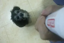 狗狗吃的液体钙什么牌子好？适量补钙有益健康图片