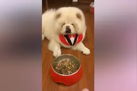 狗狗闹情绪不吃饭，主人想尽办法也哄不好，怎么办呢？视频封面