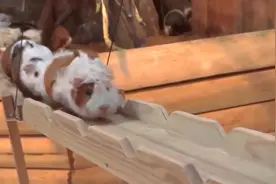 这是我见过最大的仓鼠，不信老铁你们看