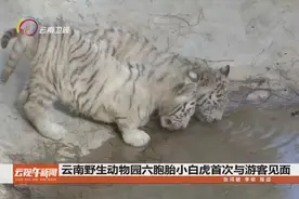 云南野生动物园六胞胎小白虎首次与游客见面视频封面