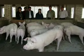 农村大爷背破麻袋进城看儿子，被儿子嫌弃赶走