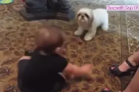 狗狗对刚出生婴儿的反应视频封面