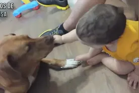 萌宝给大狗狗喂食物，你一口我一口，太有爱了！图片
