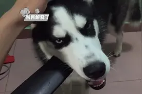 连续下一星期雨，二哈查比不能出去玩，在家咬椅子发闷骚图片