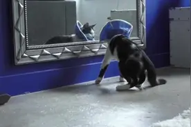 带着耻辱圈的猫咪没有认出镜子中的自己，被吓了一跳图片