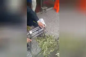 大爷发明的剥笋机，剥笋速度超级快，太牛了！图片