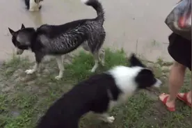 二哈河边眼看着边牧玩水，不敢下去，就算下去也是立马上来图片