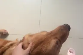 金毛犬被主人关在门外，狗狗趴在门边，趁主人不注意，溜进来了图片