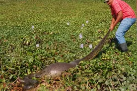 人们发现的巨蟒视频剪接合集，太吓人了，还敢上去抓，太佩服了！图片