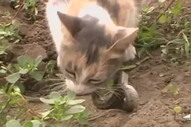 实拍：猫抓到一只蛇活活咬死生吞的全过程视频封面