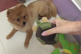 一只耍孤僻的不正经狗，主人叫他也不理，看到玩具立马抱主人大腿图片