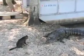 农场猫咪大战鳄鱼！泼辣以一对二！图片