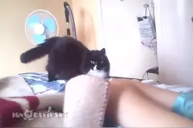 主人一做出“V”手势，家里的猫咪就发怒要来咬她图片
