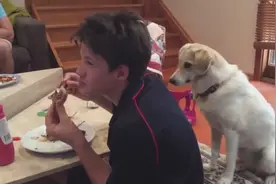狗狗看见主人啃鸡腿，竟用这种方式要吃的，最后竟然来硬的！图片