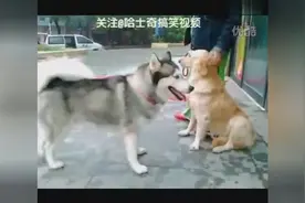 无业游民狗VS有工作的狗，导盲犬一脸高冷，二哈也是没谁了！图片