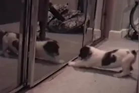 当狗狗遇见镜子......方显动物本性