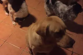 为奖励狗狗们特地加餐，把狗狗们都高兴坏了，介绍零食给大家参考图片
