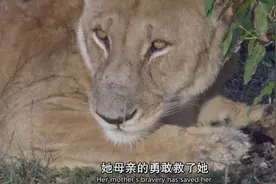 狮子猎食时凶猛残忍，但母狮和小狮子的亲情能把人感动哭图片