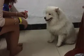 主人喂食狗狗花样多，姐姐看着心里馋走过来，也想卖萌撒娇尝尝图片