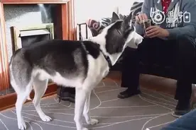 成精的二哈你见过吗，智商爆表呀！图片