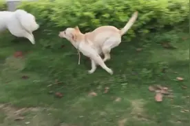 萨摩耶的小欢乐——每次经过拉布拉多家都要打闹一番，中国好基友图片