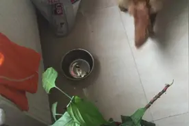 金毛吃饭可干净了，来来回回舔了三次盆子，吃完走走消消食图片
