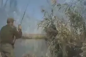 到芦苇荡里去钓鱼，大鱼连连上钩，真过瘾！图片