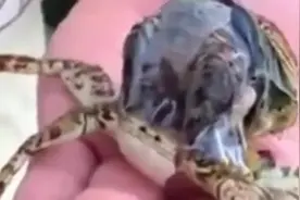 实拍螃蟹脱壳全过程，第一次见这样的视频，太不容易了！图片