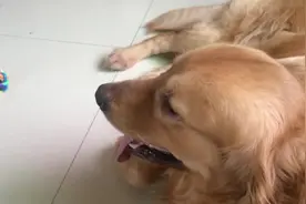 沉迷于电视的金毛犬，主人和他说话，都不愿搭理图片