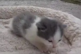 猫妈带着小猫咪搬家，这爬来爬去的，好担心小猫咪万一掉下来！图片