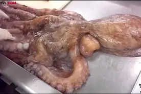 ​看大厨宰杀巨大章鱼的过程，真是细致的技术活，这么大怎么吃？图片