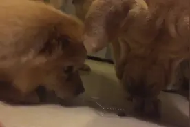 家里掉下只飞虫，狗狗们都围着它转，感觉虫子内心是无比崩溃的图片