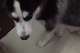 主人给哈士奇吹头，被他跑掉了去看风景，他还卡住了图片