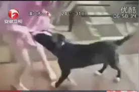 狗狗撕扯小主人衣服被猫咪看到后，猫咪的反应让狗都懵逼了！图片