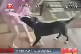 狗狗撕扯小主人衣服被猫咪看到后，猫咪的反应让狗都懵逼了！图片