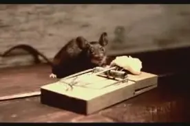 这只老鼠也太强悍了吧，50秒之后能把你笑死了图片