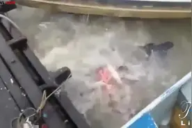 食人鱼视频集锦，真是太疯狂了！图片