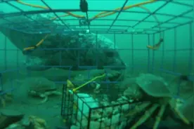 水下拍摄蟹笼捕蟹全过程，原来是这个原理，螃蟹钻进来就出不去了图片