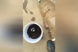 绝了！矿泉水瓶做鳝鱼笼子，鳝鱼爆护。图片
