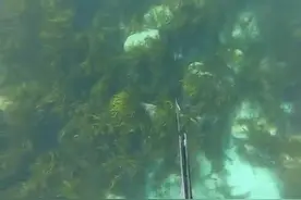 国外男子潜水一顿狂猎，这物产太丰富了，龙虾直接徒手抓，太爽了图片