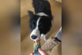 主人要狗狗把玩具拿来，狗狗兴奋叼来玩具和主人做游戏，百发百中图片