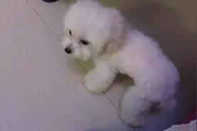 狗狗刚洗完澡，就在地上打滚，被主人训后，躲到男主人底下求掩护图片