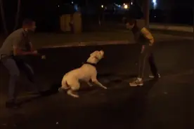 主人假装自己遇到危险，测试杜高犬的反应，结果没有让主人失望！图片