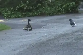鸭妈妈带宝宝们散步遇到两只恶霸乌鸦 鸭妈妈奋勇驱赶 母爱啊！图片