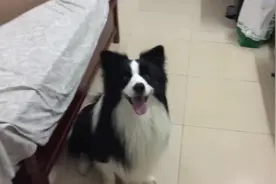 主人买了新玩具章鱼哥，狗狗超兴奋直接叼进嘴里，差点咬碎吃掉图片