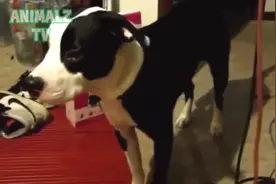 狗狗和猫咪听到放屁的声音后，竟然是这样的反应，太逗比了！图片