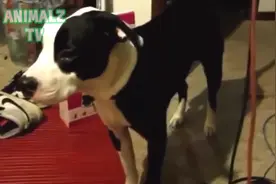 狗狗和猫咪听到放屁的声音后，竟然是这样的反应，太逗比了！图片