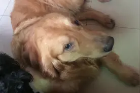 金毛犬趴上女主人大腿，舍不得下来，最后下来时的表情好委屈哦图片