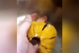 海胆美食解剖全过程，原来海胆内部是这样的，但是做出来很美味图片